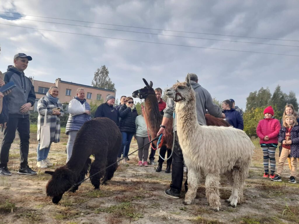 Na Nasze zaproszenie Dzierzgoń odwiedziła Lama oraz Alpaki Enzo i Chicken